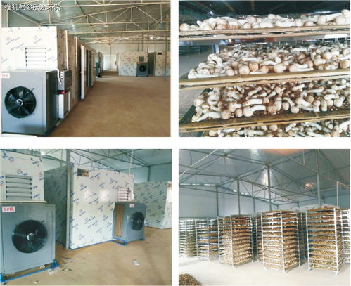 食品烘干設備 為何需要烘干食用菌香菇及烘干機選型要點